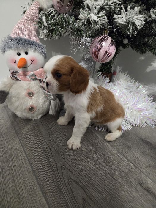 Кавалер кинг чарлз шпаньол