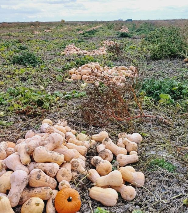 Vand placintari matilda