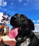 Caine ADOPTIE gratis femela catel
