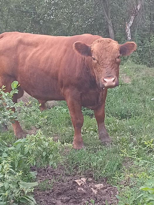 Taur Angus 1,9 ani.