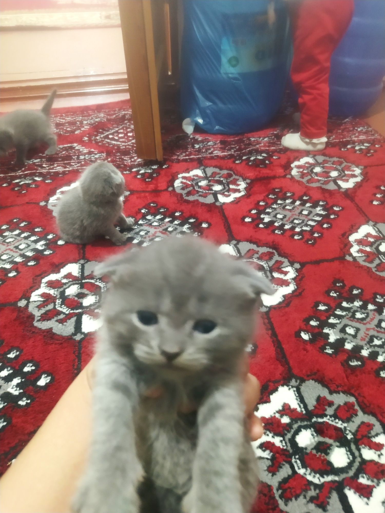 Котята Скотиш Фолд