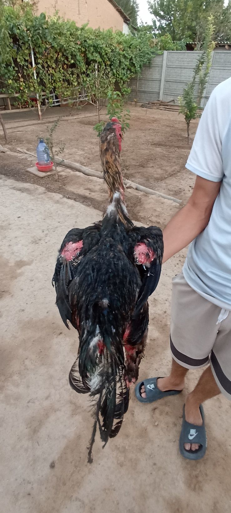 Shamo + Korey хуроз полвон йирик