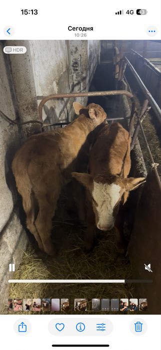 Жас бузау сатам 10 кундік 2 еркек 1 ургашы.