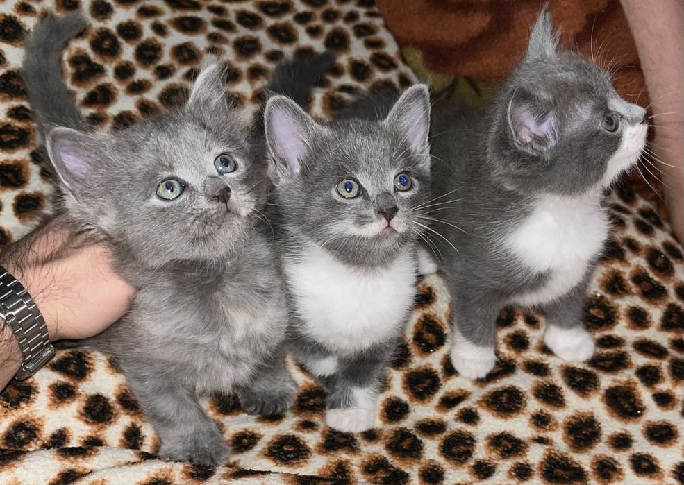 Donez pisicute adorabile