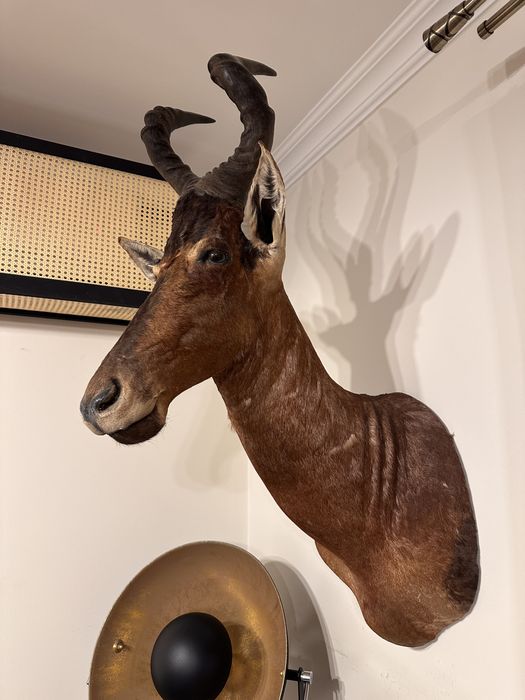 Trofeu antilopa kongoni