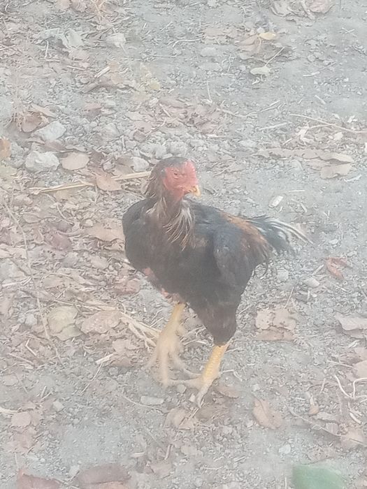 Tozzasini so'raganlarga tozza zo'r