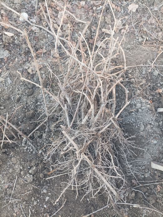 Uzum kuchat sotiladi.