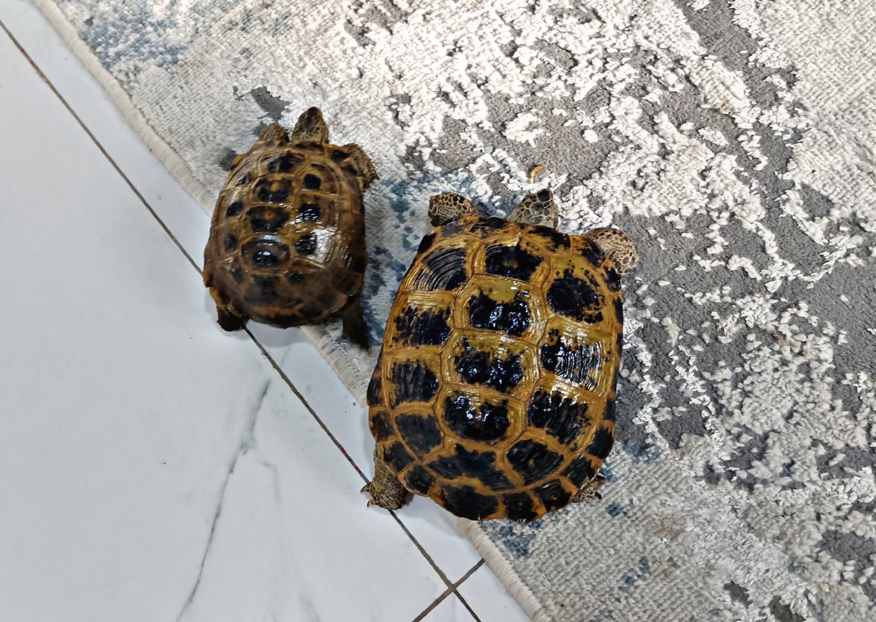 Toshbaqa sotiladi! (Продается черепашки!)