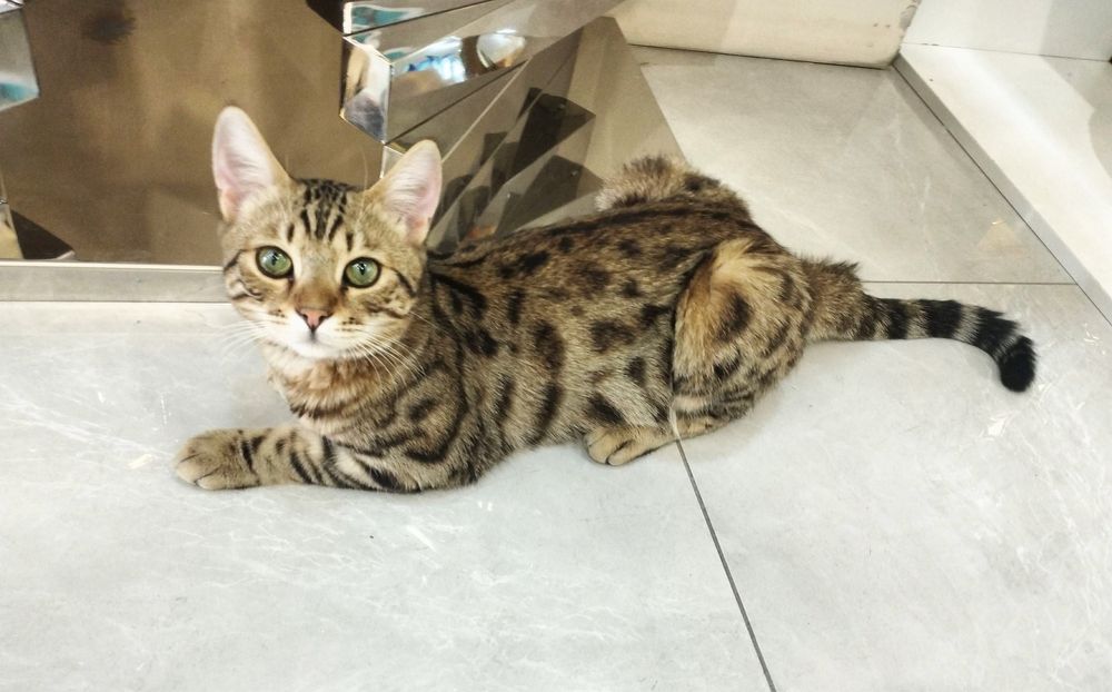 Mushuk bengal soglom