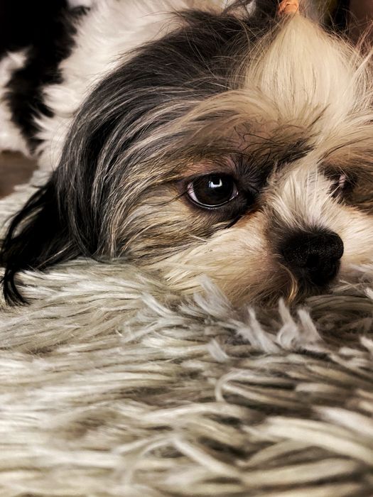 Продам собачку ши-тцу