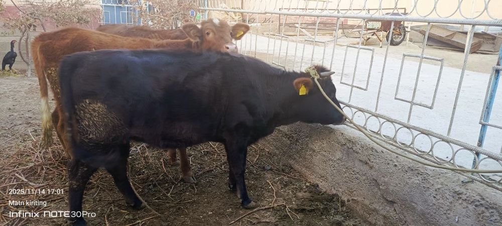 Хуножин сотилади бугуз