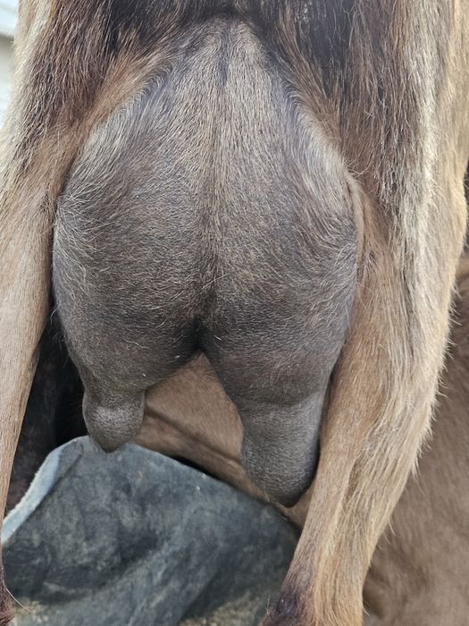 Disponibile 2 capre de vanzare si un tapisor de asta primăvară