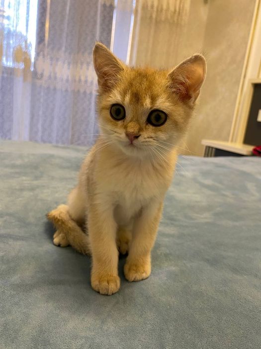 Золотистий шиншила Ну 11 Тоза зотли Соглиги ало Сотилади