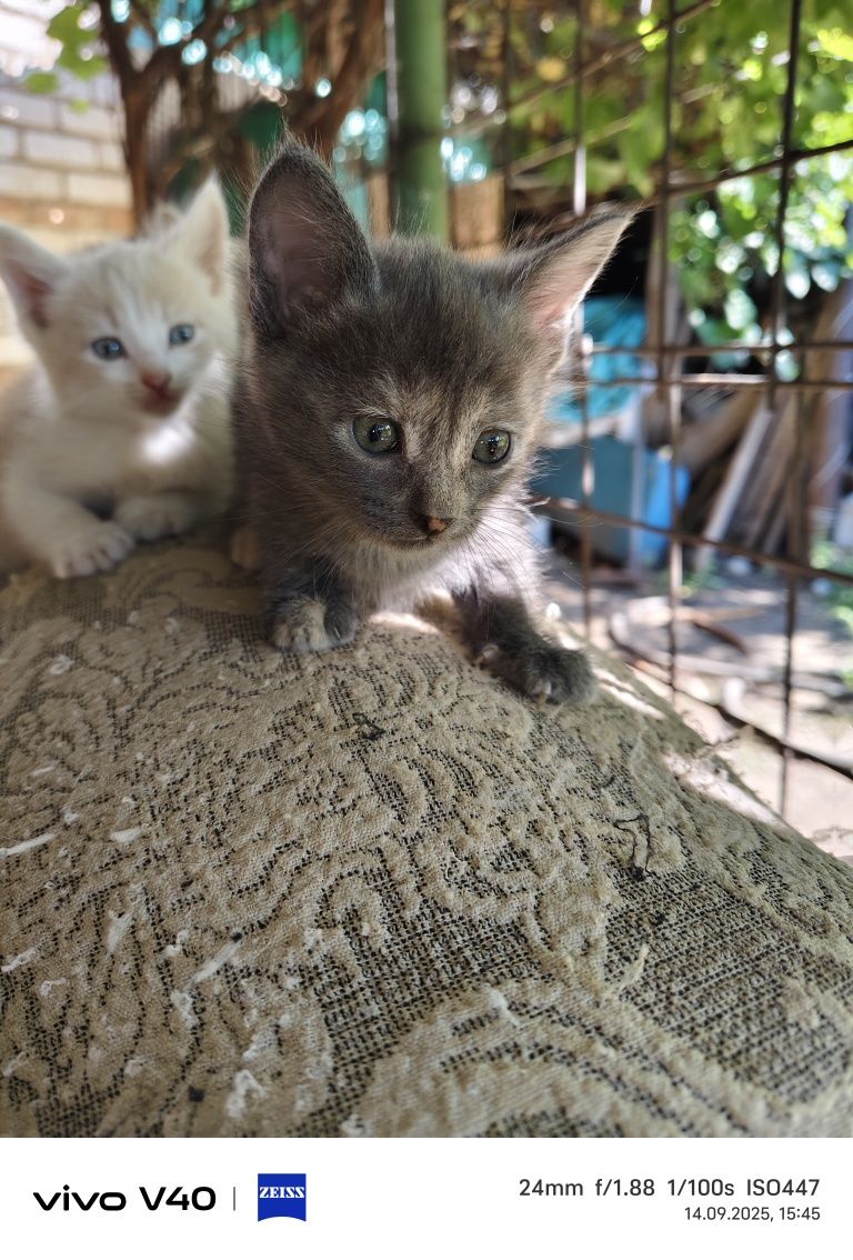 Котята в добрые руки