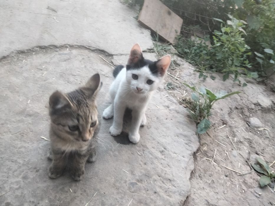 Отдам котята в хорошие руки