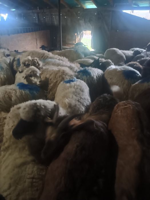 Schimb oi cu capre de rasă boer alpine