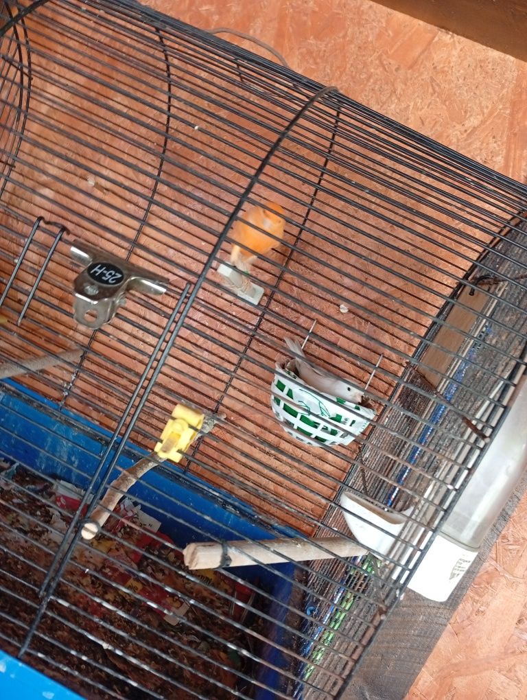 Canari  mozaic  roșu alb