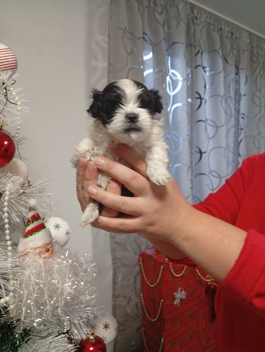 Caine de talie mica shitzu