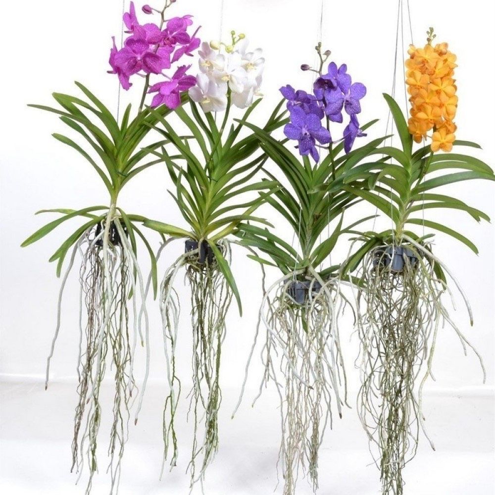 Орхидеи по низким ценам