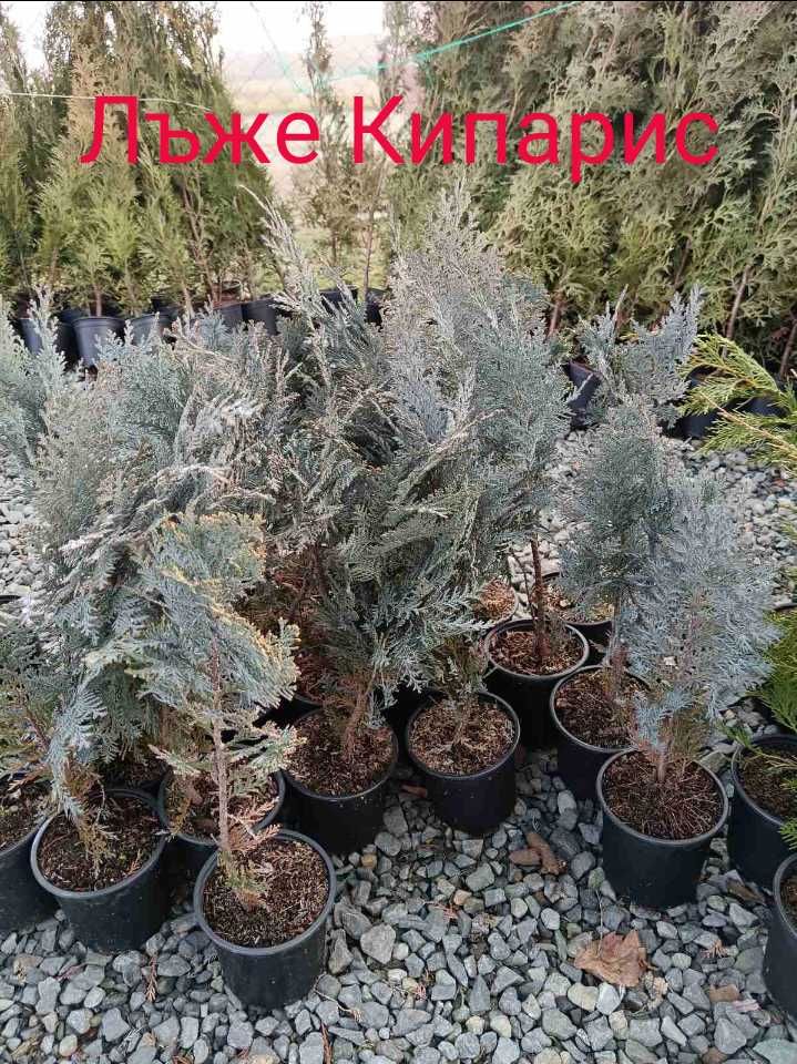 Туя(Смарагд, Фастигията и Ауреа Нана) и кипарис леилянди