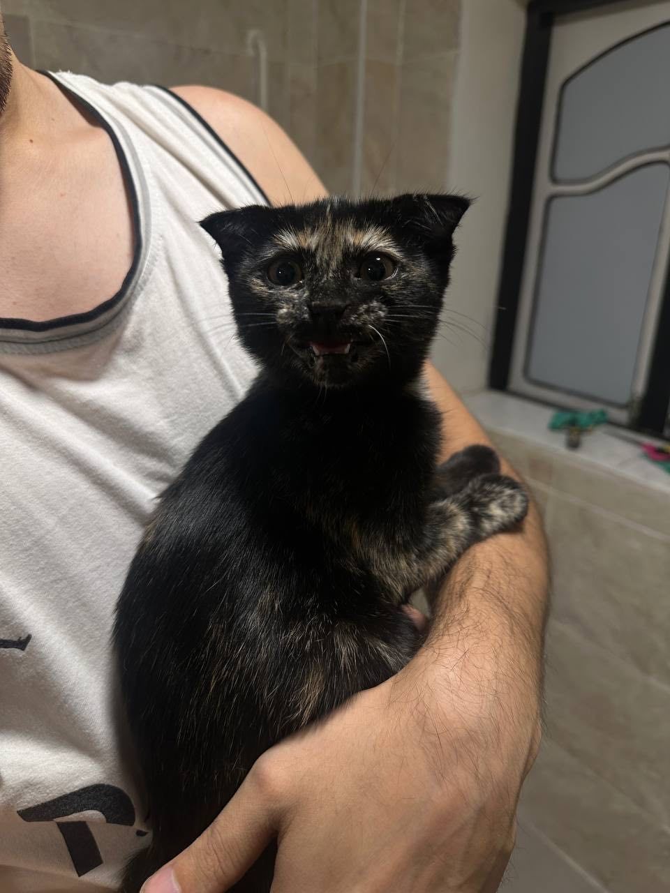 Отдадим бесплатно вислоухого  котенка