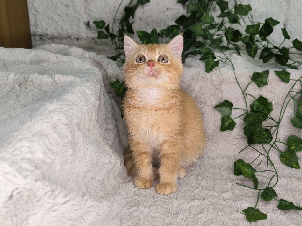 Vand baietel British shorthair orange