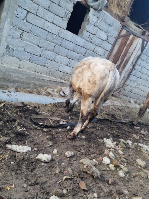 Vand 2 vaci si 1 taur si o vitea