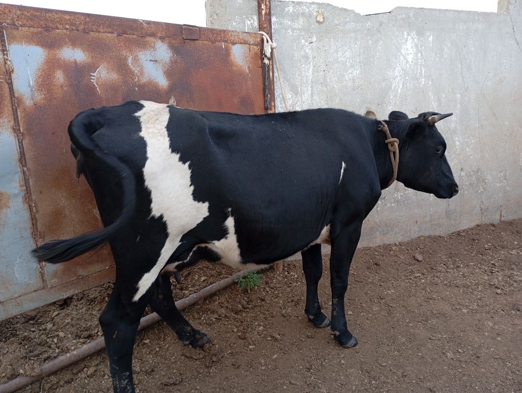 Продам 2коровы и 3телят