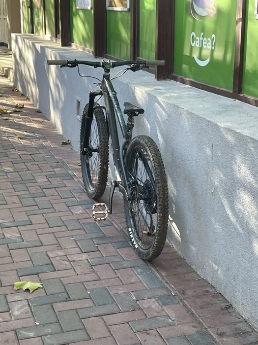 Dartmoor hornet 2023