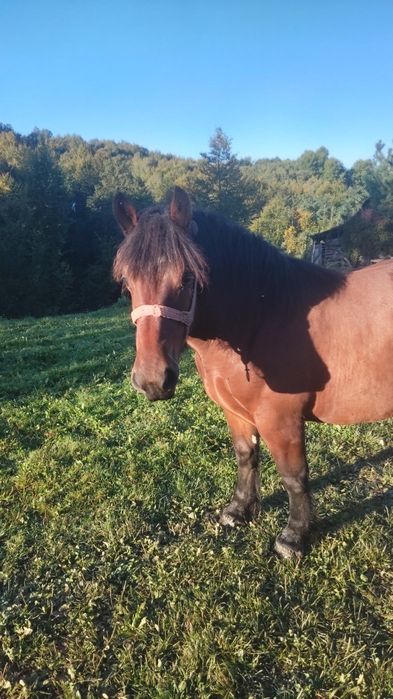 Vând mânz de 1 an si 5 luni