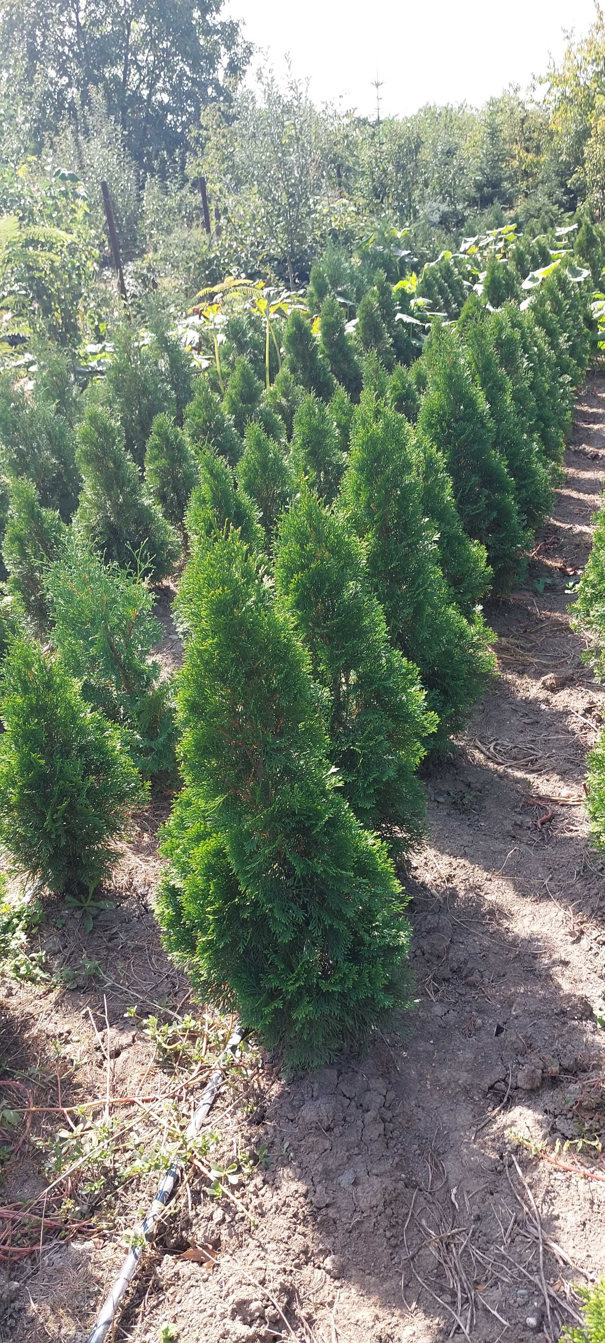 Thuja occidentalis var. smaragd din producție proprie