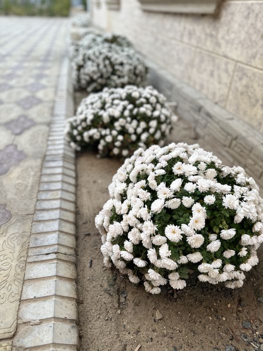 Хризантема сатылады