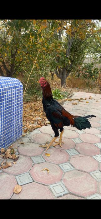 Дакан хўрозлар  (уршмаган)   ва макиен