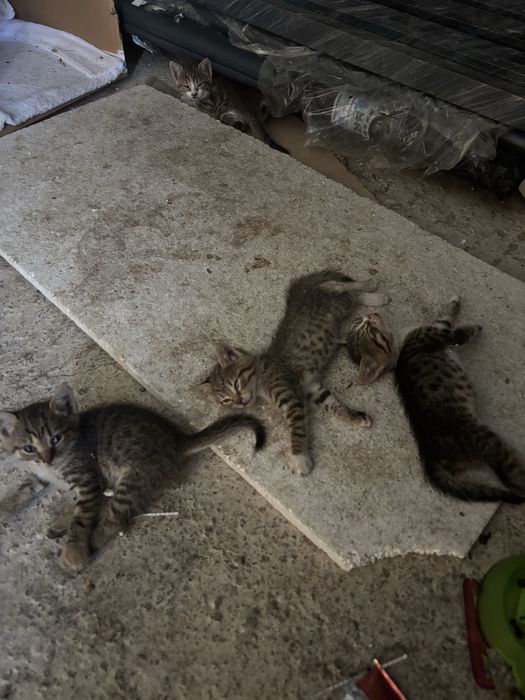Adoptie 4 pui de pisica Bucuresti/Ilfov