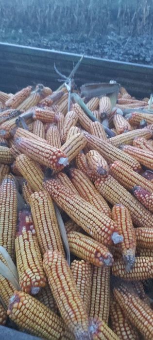 Vind porumb știuleți