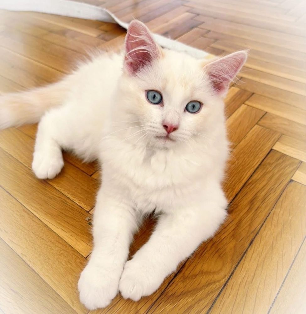 Котенце чистокръвно Регдол