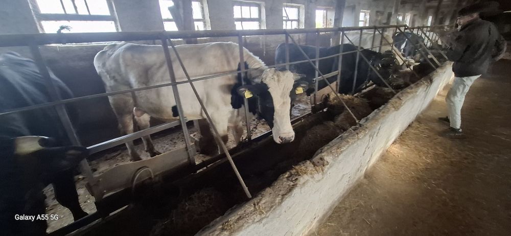 Продават се 15 броя от 300 кг до 600кг мъжки телета