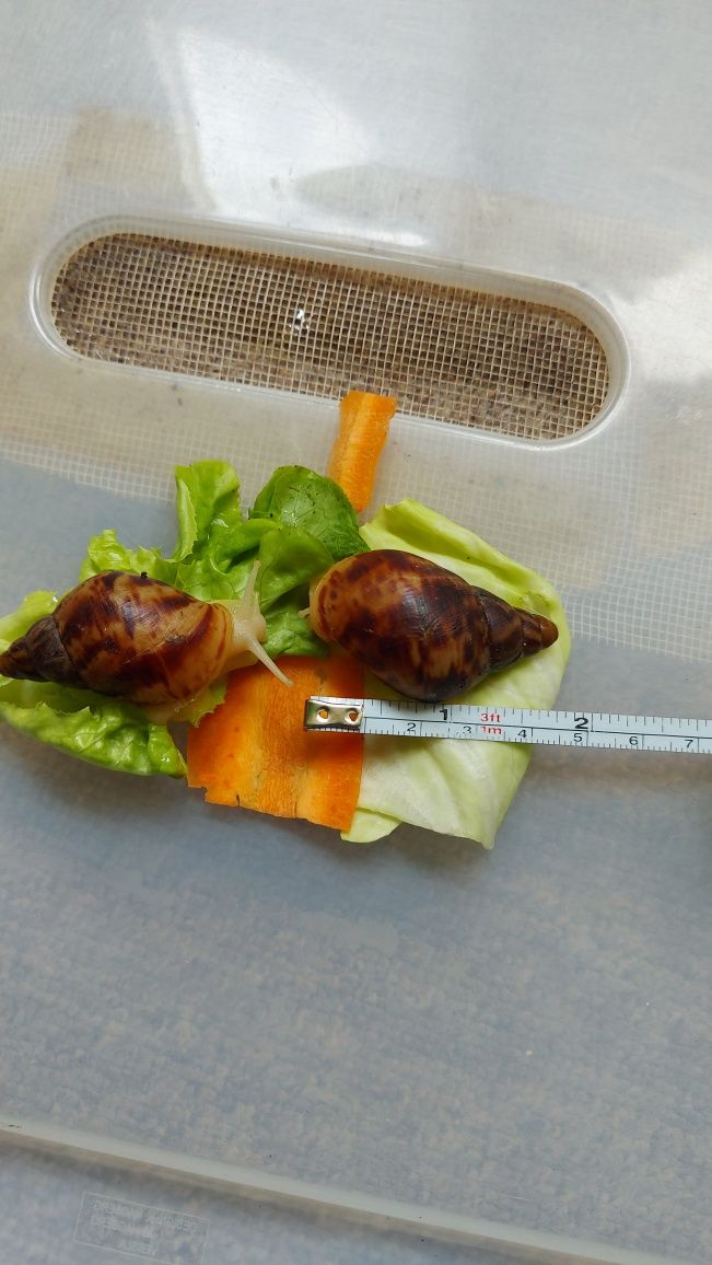 Продавам Ahatina Fulica