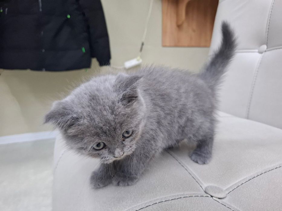 Scottish Fold britan 2 ayliq