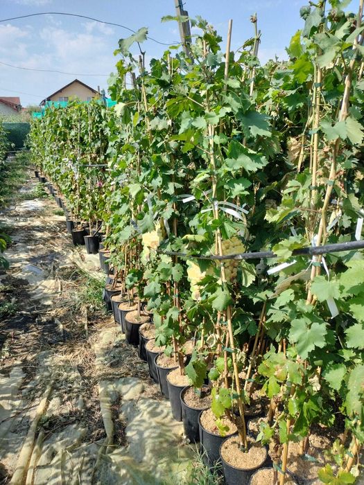 Vita de vie de masa sau de vin Butasi anul 2 calitate I