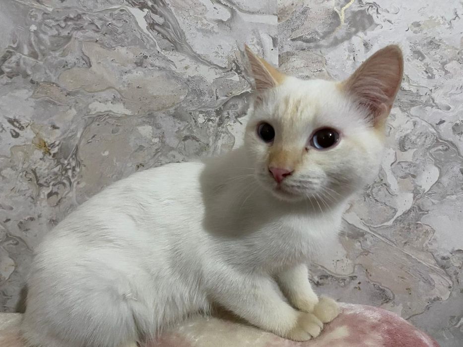 Отдам котят в добрые  руки