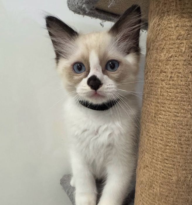 Ragdoll fetita superba