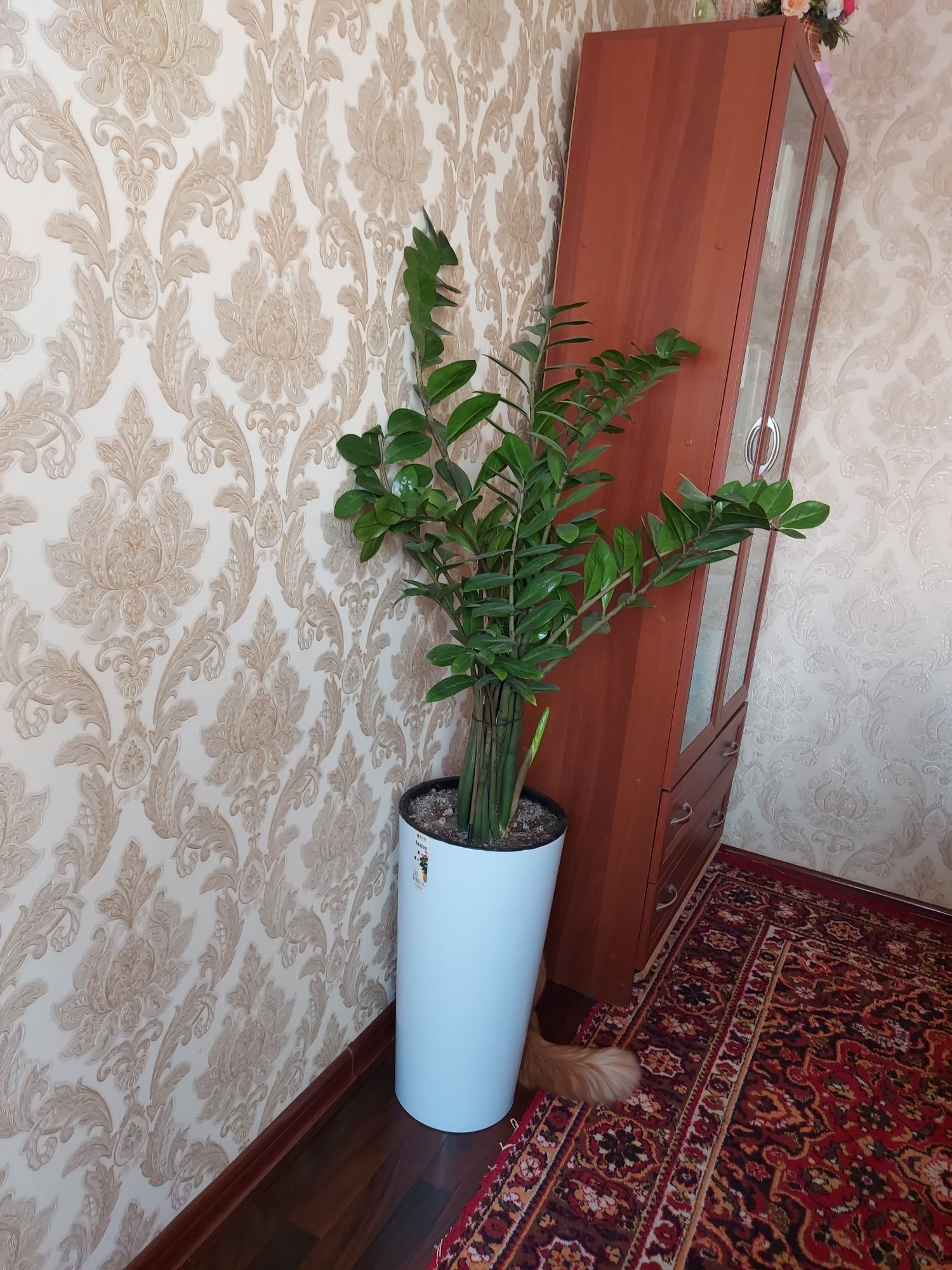 Продаётся Замиокулькас