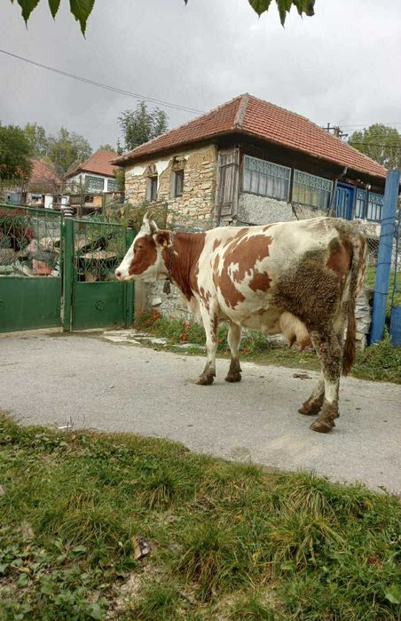 Vand vaca de lapte
