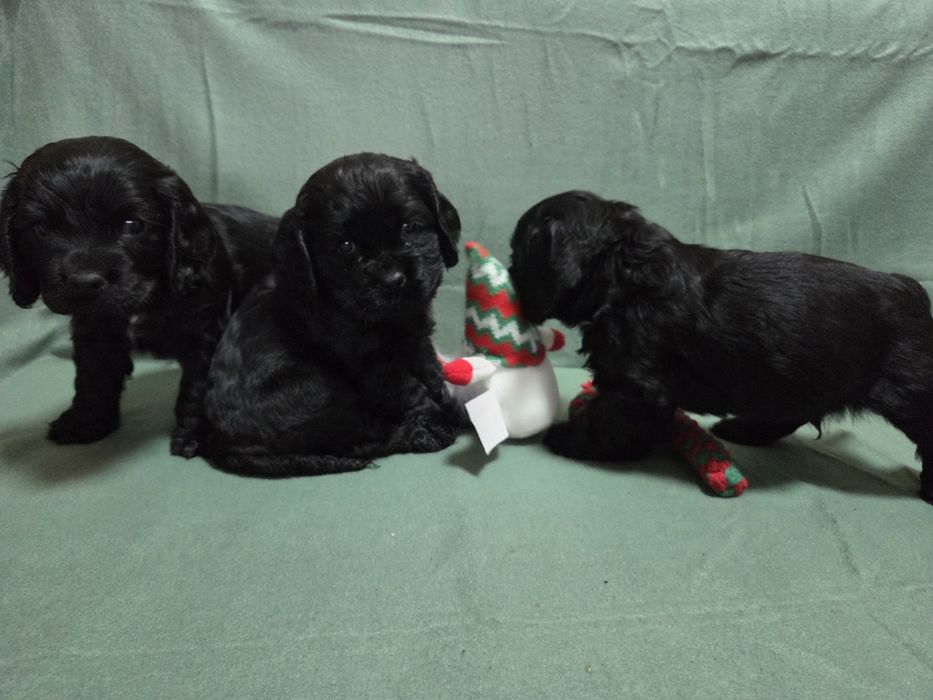 Продавам малки сладки кученца кокер шпаньол