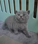 British shorthair blue cu pedigree