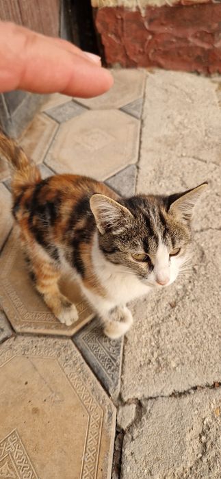 Мушукча Бачасы Бесплатно кимга керак булса тел килинг