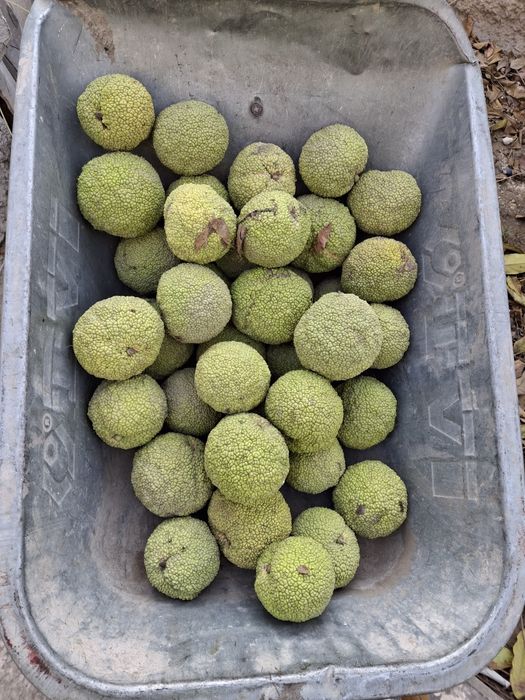 Свежие адамово яблоко (маклюра) полезные свойства. Помогает в лечение.