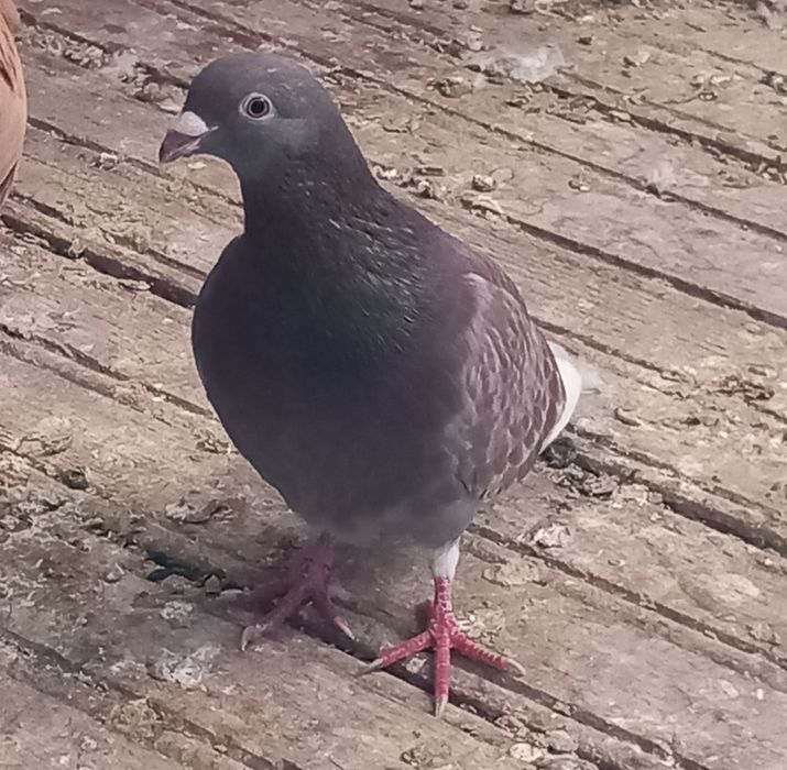 Vând femele deosebite