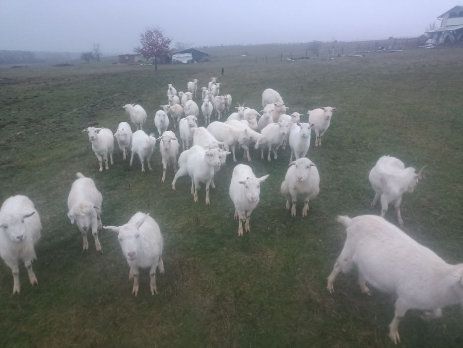 Vând capre tinere albe ,rasa sanen și alba de banat